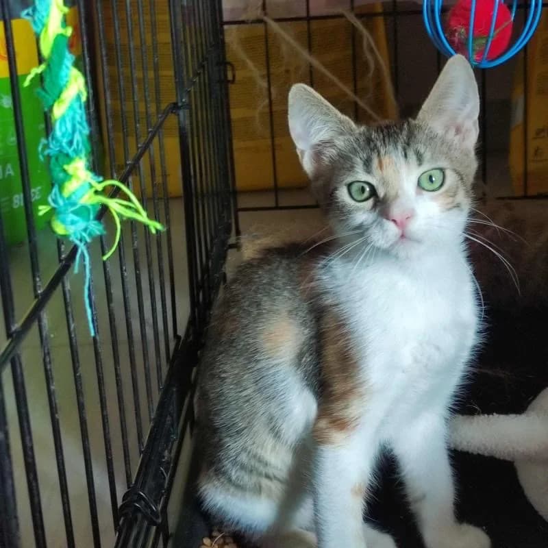 Anaïs, female young European Shorthair for adoption at Fairy Tails Animal Rescue Organisation