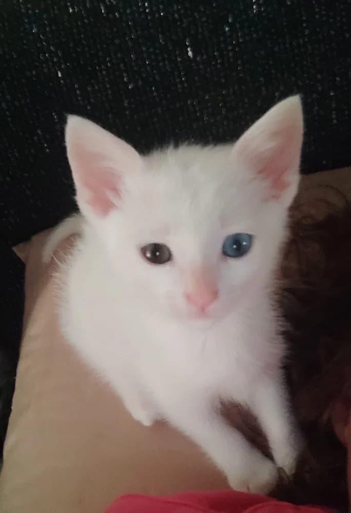 Cayen, male puppy European Shorthair for adoption at Fairy Tails Animal Rescue Organisation