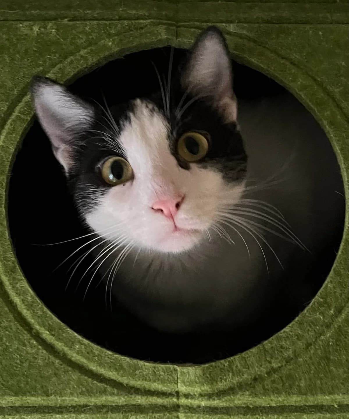 Dennis & Choupa, young European Shorthair for adoption at Fairy Tails Animal Rescue Organisation