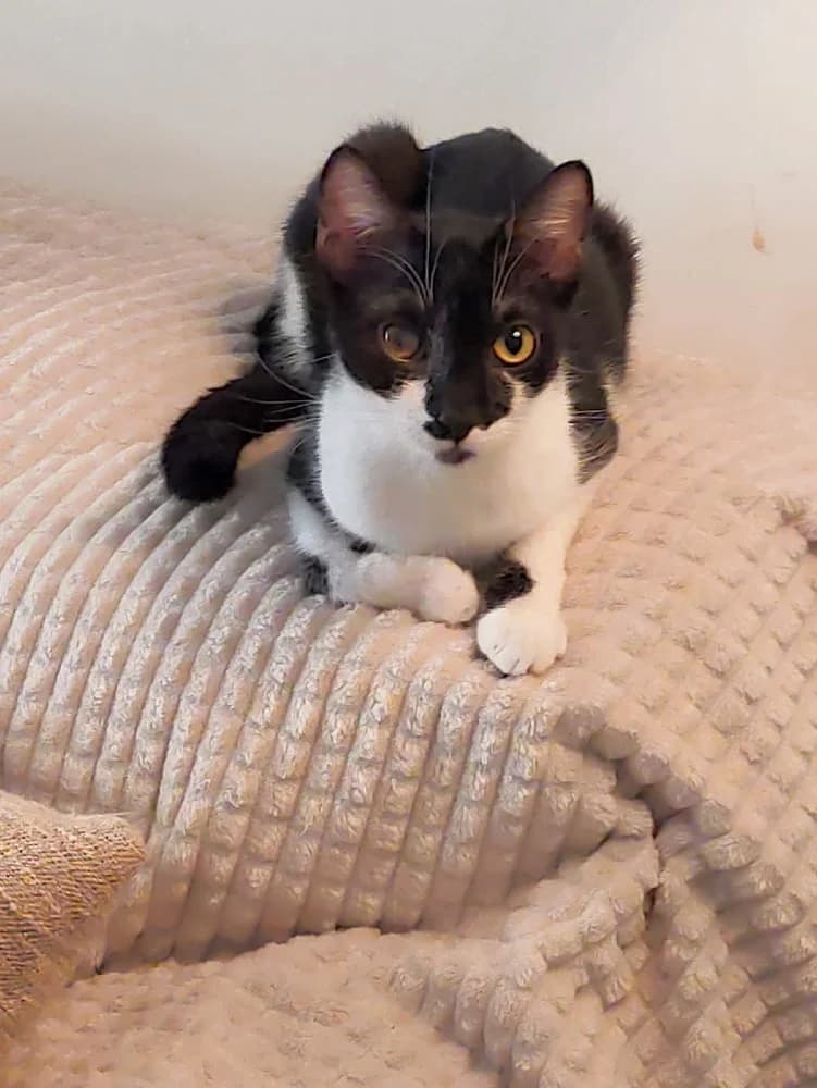 Ella, female young European Shorthair for adoption at Fairy Tails Animal Rescue Organisation