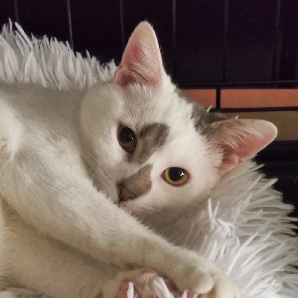 Enia, female young European Shorthair for adoption at Fairy Tails Animal Rescue Organisation