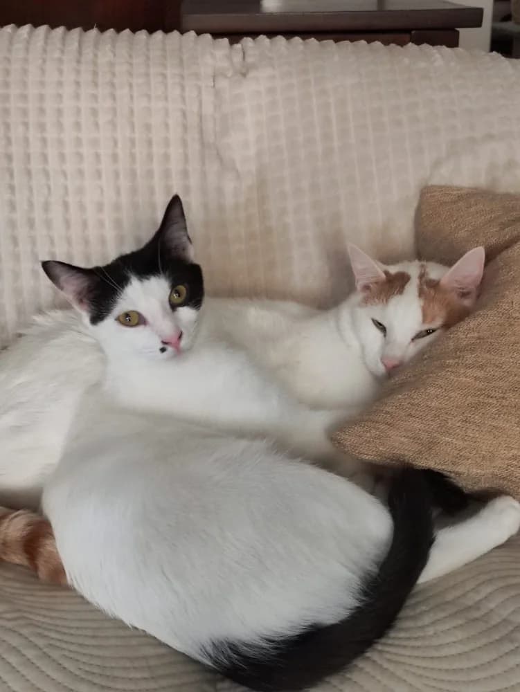 Eusher & Marilyn, young European Shorthair for adoption at Fairy Tails Animal Rescue Organisation
