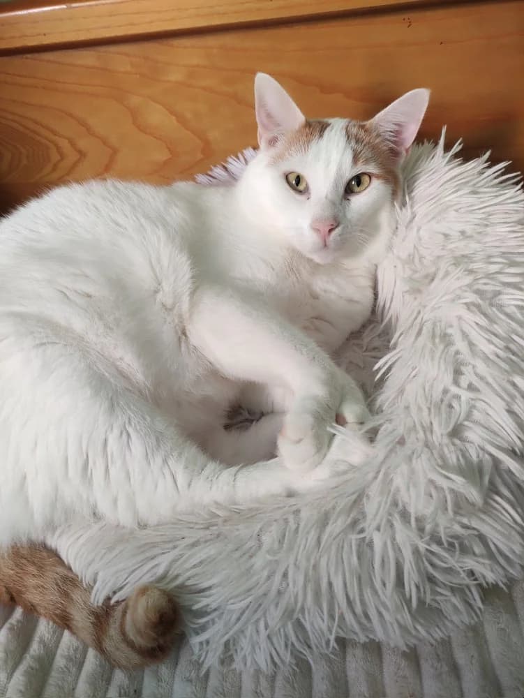 Eusher & Marilyn, young European Shorthair for adoption at Fairy Tails Animal Rescue Organisation