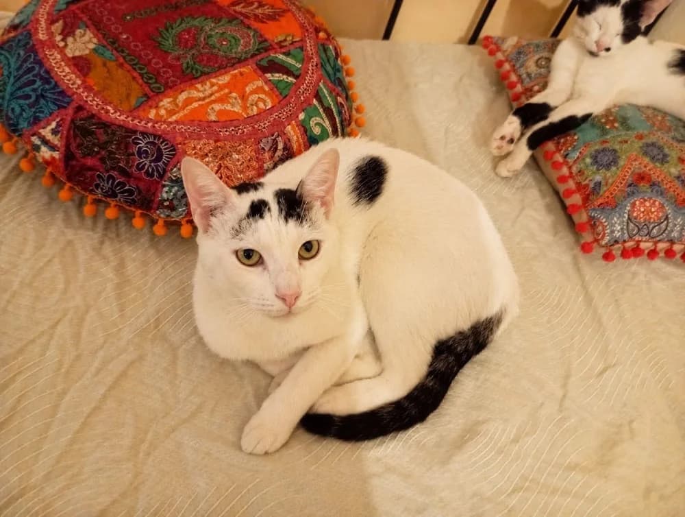 Giorgis, male young European Shorthair for adoption at Fairy Tails Animal Rescue Organisation