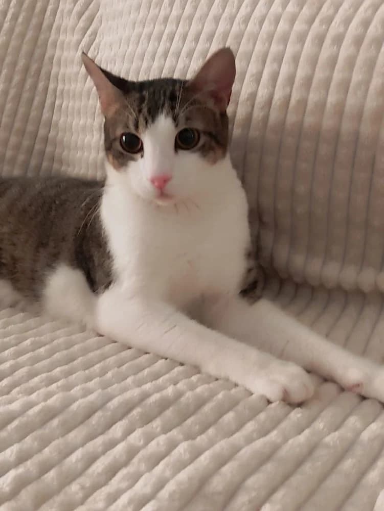 Julien, male young European Shorthair for adoption at Fairy Tails Animal Rescue Organisation