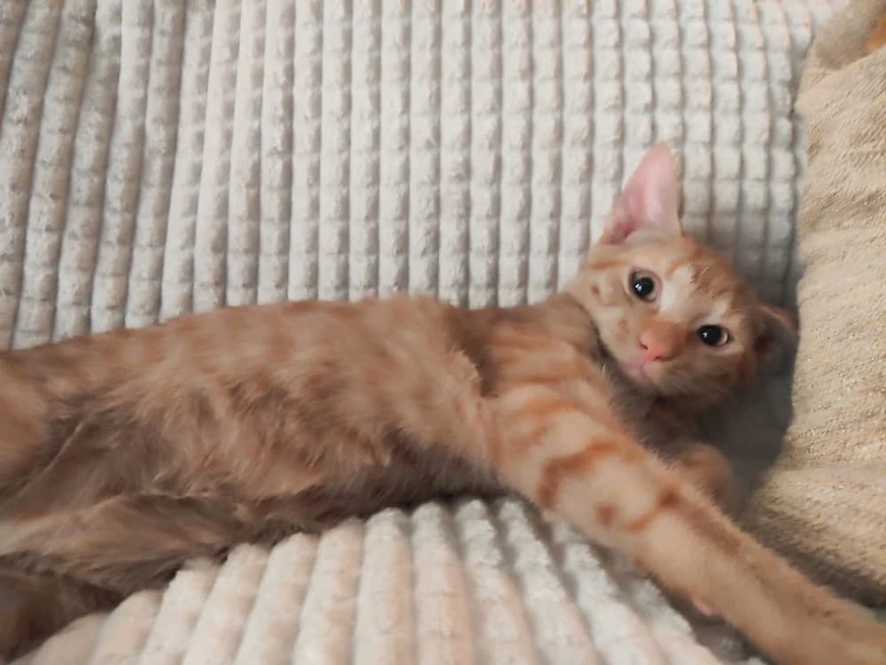 Mango & Mochi, male puppy European Shorthair for adoption at Fairy Tails Animal Rescue Organisation