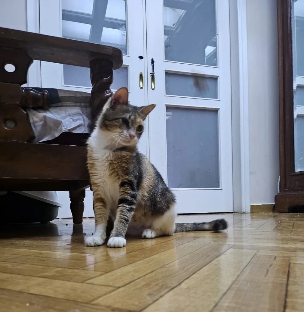 Mirka, female young European Shorthair for adoption at Fairy Tails Animal Rescue Organisation