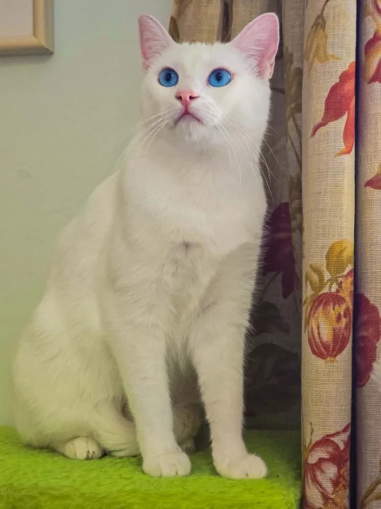 Snowelle, female young European Shorthair for adoption at Fairy Tails Animal Rescue Organisation