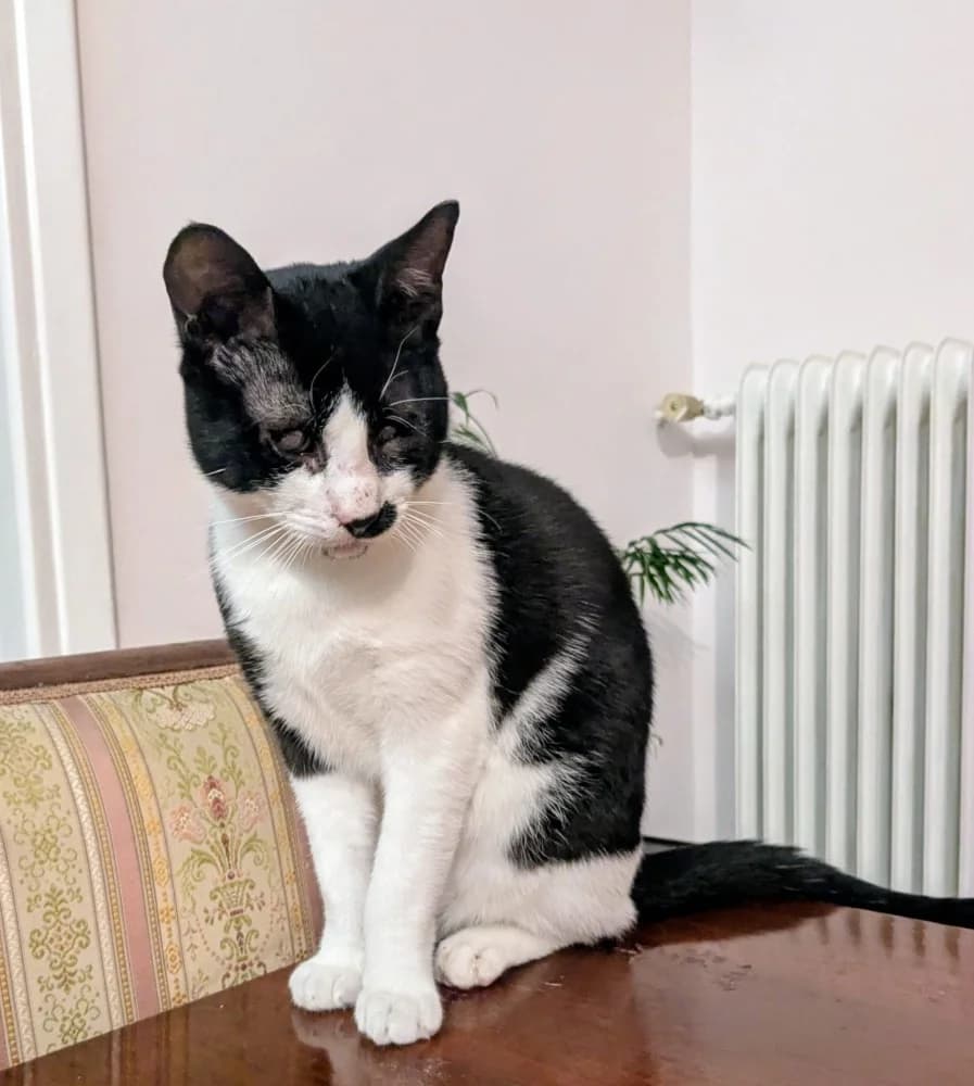 Stevie, male young European Shorthair for adoption at Fairy Tails Animal Rescue Organisation