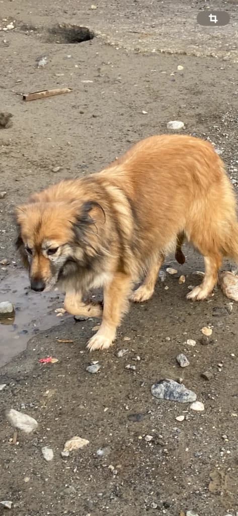 Avellina, male Mixed Breed for adoption at Filozoiki Aridaias i Elpida, Aridaia