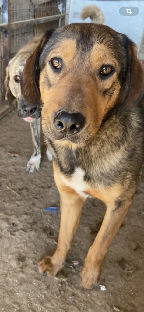Jamie, male Mixed Breed for adoption at Filozoiki Aridaias i Elpida, Aridaia