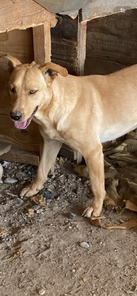 Lenny, male Mixed Breed for adoption at Filozoiki Aridaias i Elpida, Aridaia