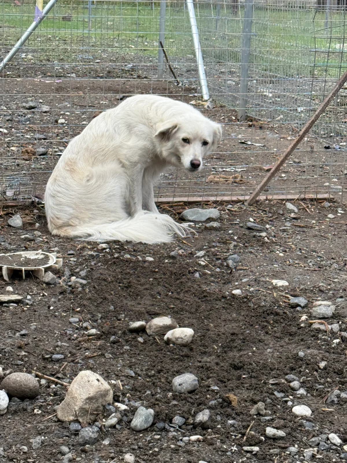 Mona, female Mixed Breed for adoption at Filozoiki Aridaias i Elpida, Aridaia