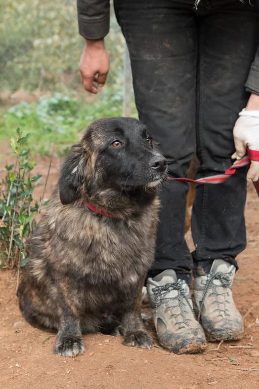 Tom, male young Mixed Breed for adoption at FILOZOIKOS OMILOS KALAMATAS