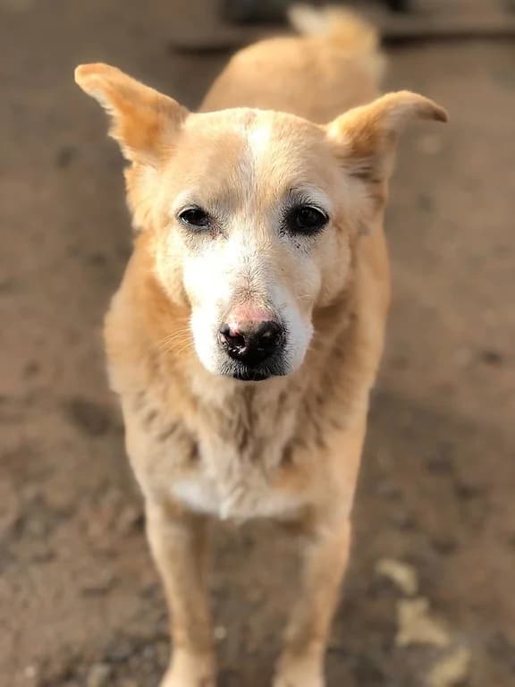Pink Nose American Lady, female senior Mixed Breed for adoption at FILOZOIKOS OMILOS KALAMATAS