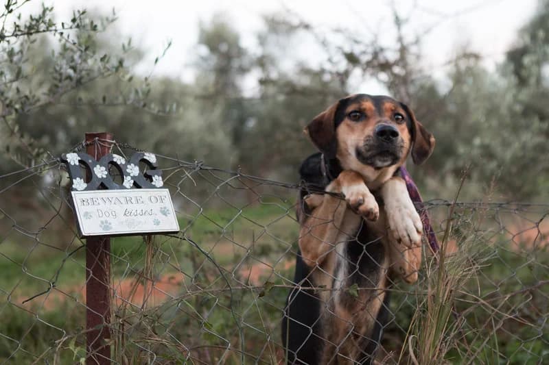 Noylis (Νούλης), male young Mixed Breed for adoption at FILOZOIKOS OMILOS KALAMATAS