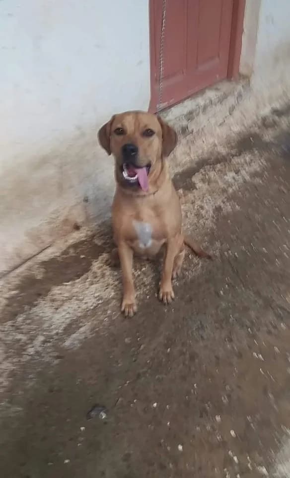 Mpoympoy (Μπουμπού), female young Mixed Breed for adoption at FILOZOIKOS OMILOS KALAMATAS