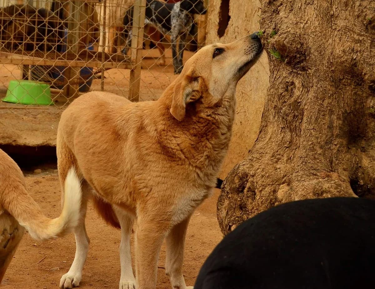 Kafeti, female 4yo Mixed Breed for adoption at FILOZOIKOS OMILOS KALAMATAS