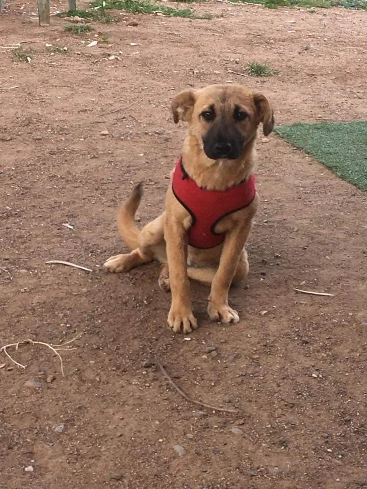 Ino (Ινώ), puppy Mixed Breed for adoption at FILOZOIKOS OMILOS KALAMATAS