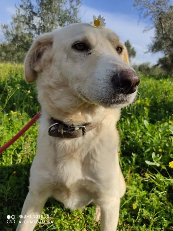 TAVROS-TAYROS (ΤΑVROS-ΤΑΥΡΟΣ), male Mixed Breed for adoption at FILOZOIKOS OMILOS KALAMATAS