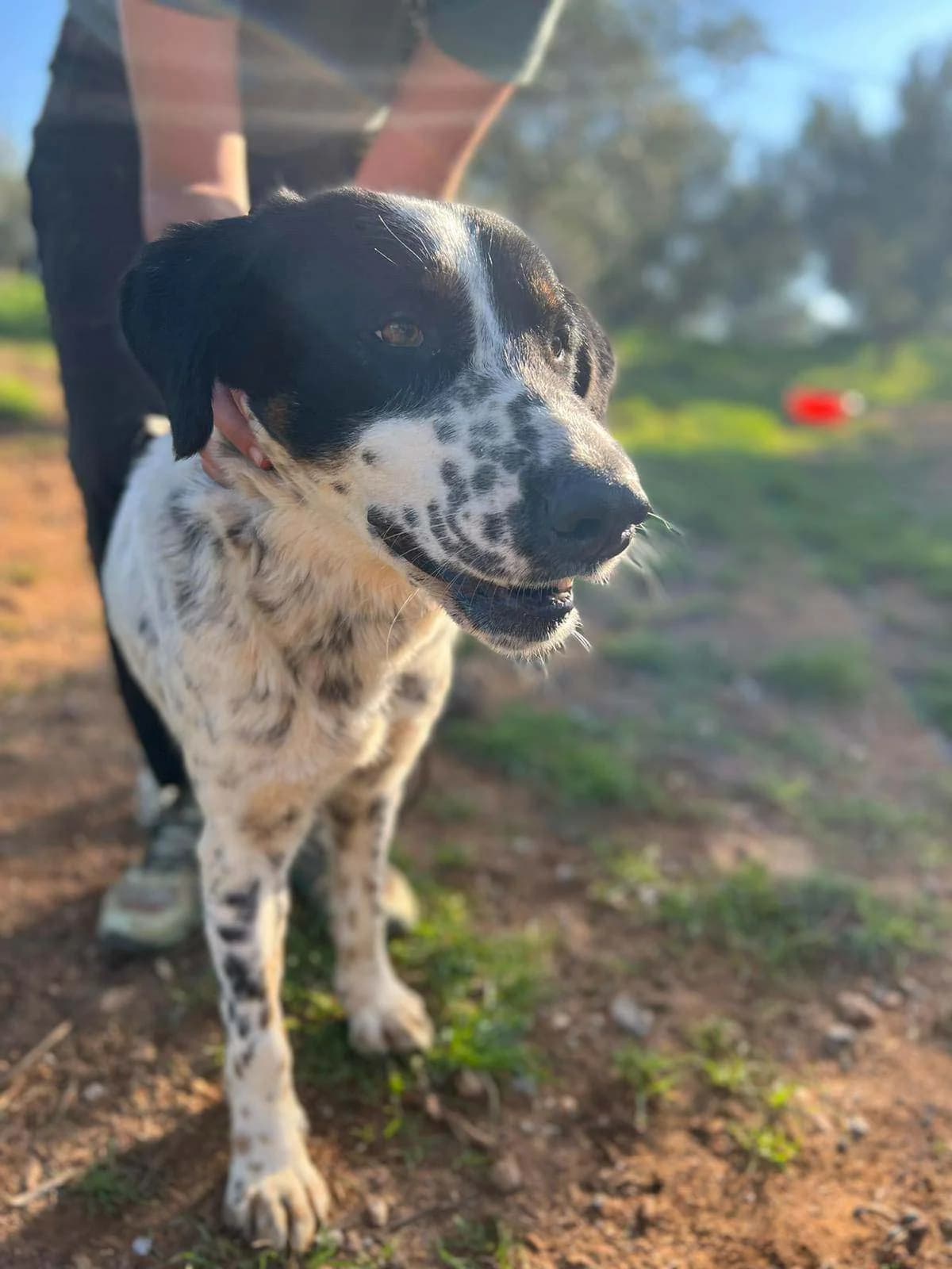 DOTTY, female young Mixed Breed for adoption at FILOZOIKOS OMILOS KALAMATAS