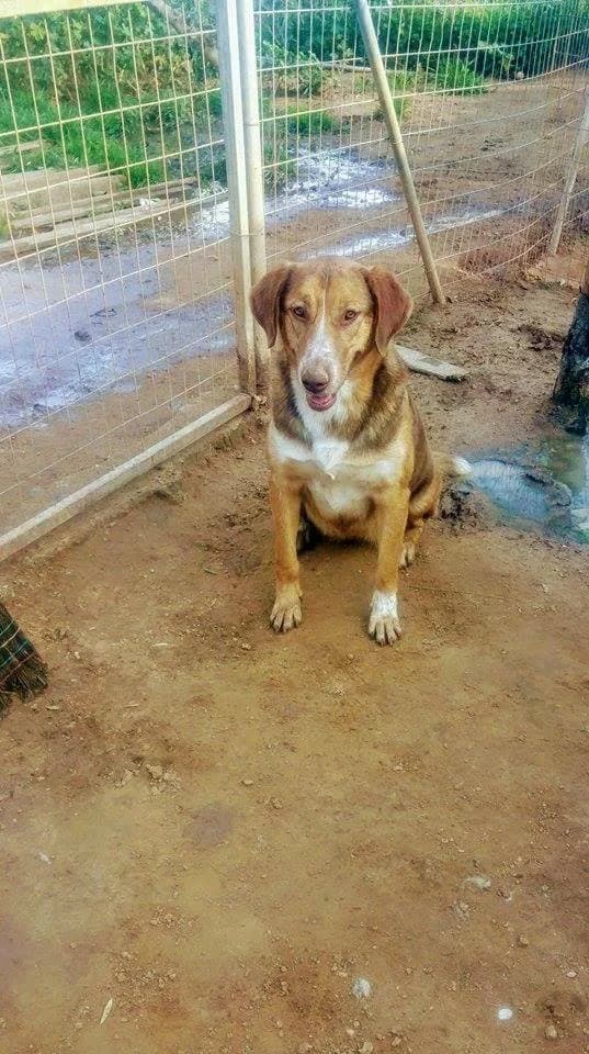 Frinta (Φρίντα), 5yo Mixed Breed for adoption at FILOZOIKOS OMILOS KALAMATAS