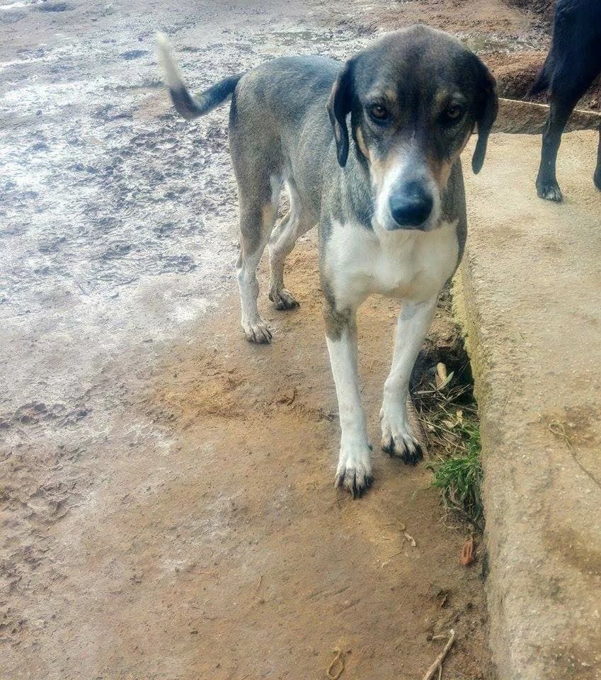 River (Ρίβερ), male 4yo Mixed Breed for adoption at FILOZOIKOS OMILOS KALAMATAS