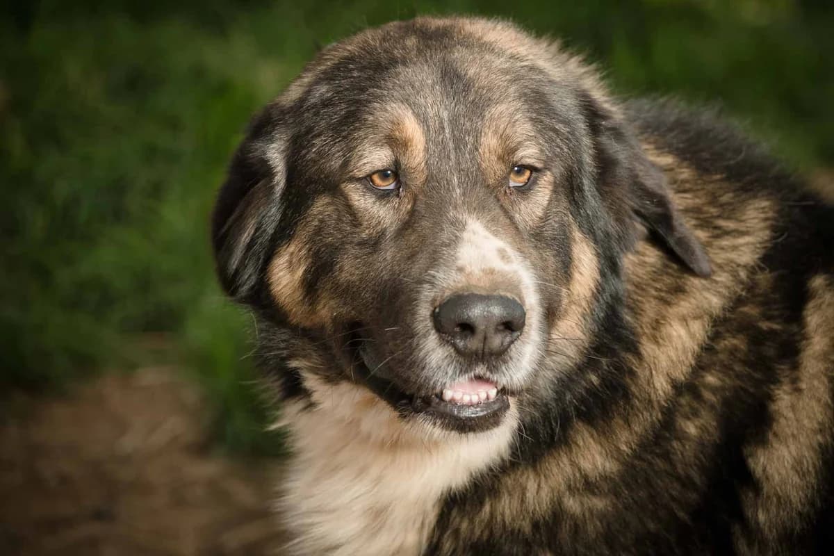 Baloo, 5yo Mixed Breed for adoption at FILOZOIKOS OMILOS KALAMATAS