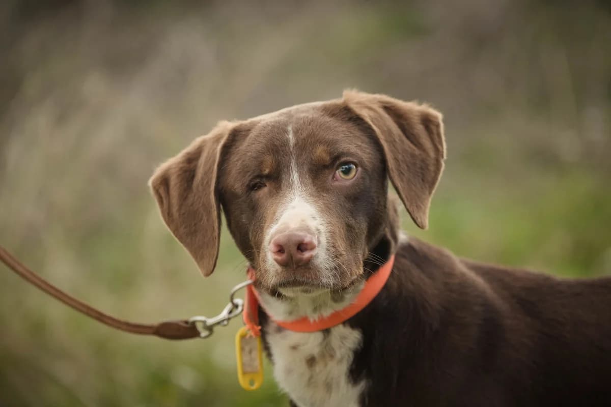 Popeye, young Mixed Breed for adoption at FILOZOIKOS OMILOS KALAMATAS