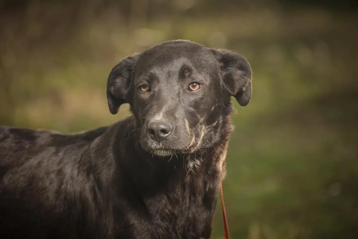 Pierra, young Mixed Breed for adoption at FILOZOIKOS OMILOS KALAMATAS