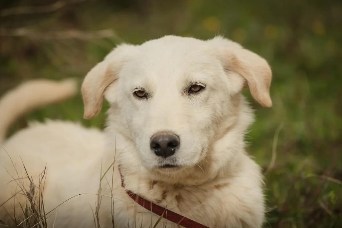 Chachanoylis (Χαχανούλης), young Mixed Breed for adoption at FILOZOIKOS OMILOS KALAMATAS