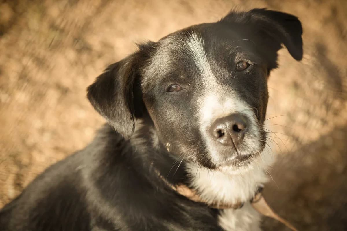 Ermis, male 4yo Mixed Breed for adoption at FILOZOIKOS OMILOS KALAMATAS
