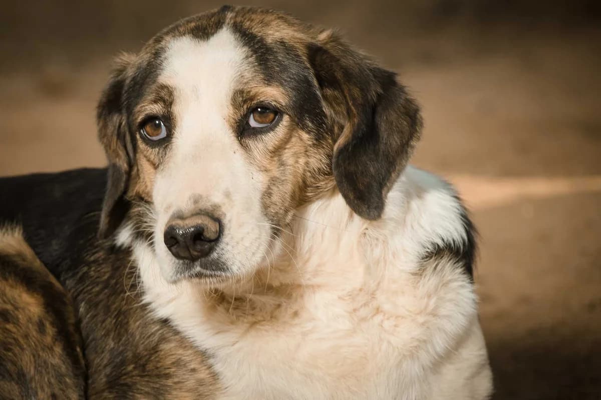 Marcella, 5yo Mixed Breed for adoption at FILOZOIKOS OMILOS KALAMATAS