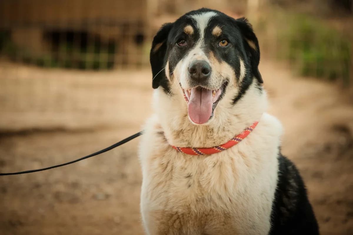 Mircini, 7yo Mixed Breed for adoption at FILOZOIKOS OMILOS KALAMATAS