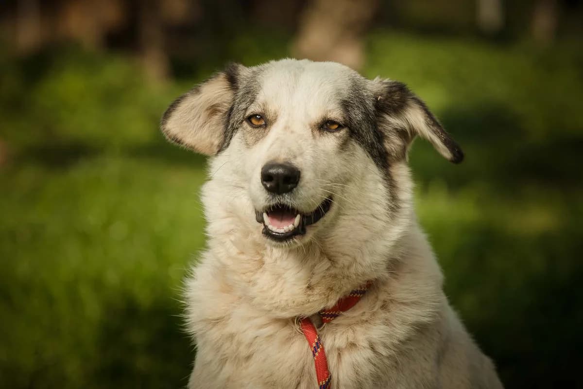 Dimitra, male 6yo Mixed Breed for adoption at FILOZOIKOS OMILOS KALAMATAS