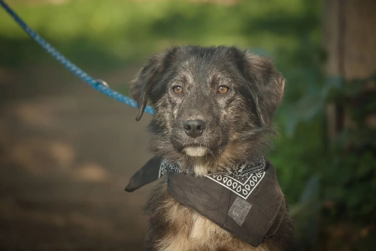 Roland, male young Mixed Breed for adoption at FILOZOIKOS OMILOS KALAMATAS