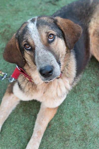 Patricia, female young Mixed Breed for adoption at FILOZOIKOS OMILOS KALAMATAS