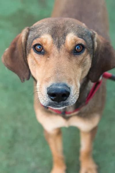Jack, male 3yo Mixed Breed for adoption at FILOZOIKOS OMILOS KALAMATAS