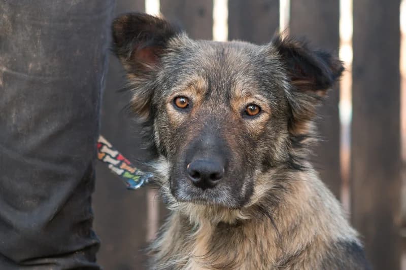 Helen, female 3yo Mixed Breed for adoption at FILOZOIKOS OMILOS KALAMATAS
