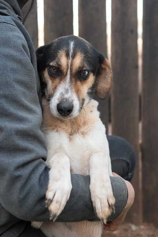 Andrea, female 3yo Mixed Breed for adoption at FILOZOIKOS OMILOS KALAMATAS