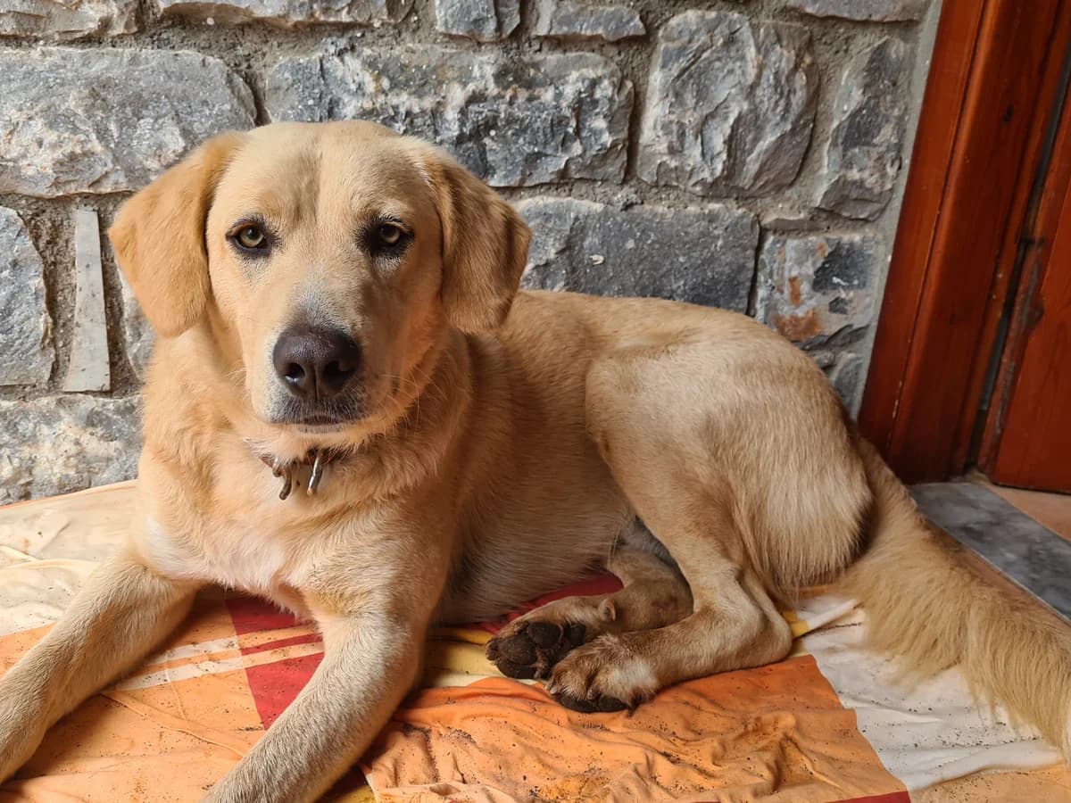 Kit, Male, champagne 4yo mixed breed for adoption at Φιλοζωική Ομάδα Μάνης (ΦΟΜ Μιάο), Stoupa (West Mani)