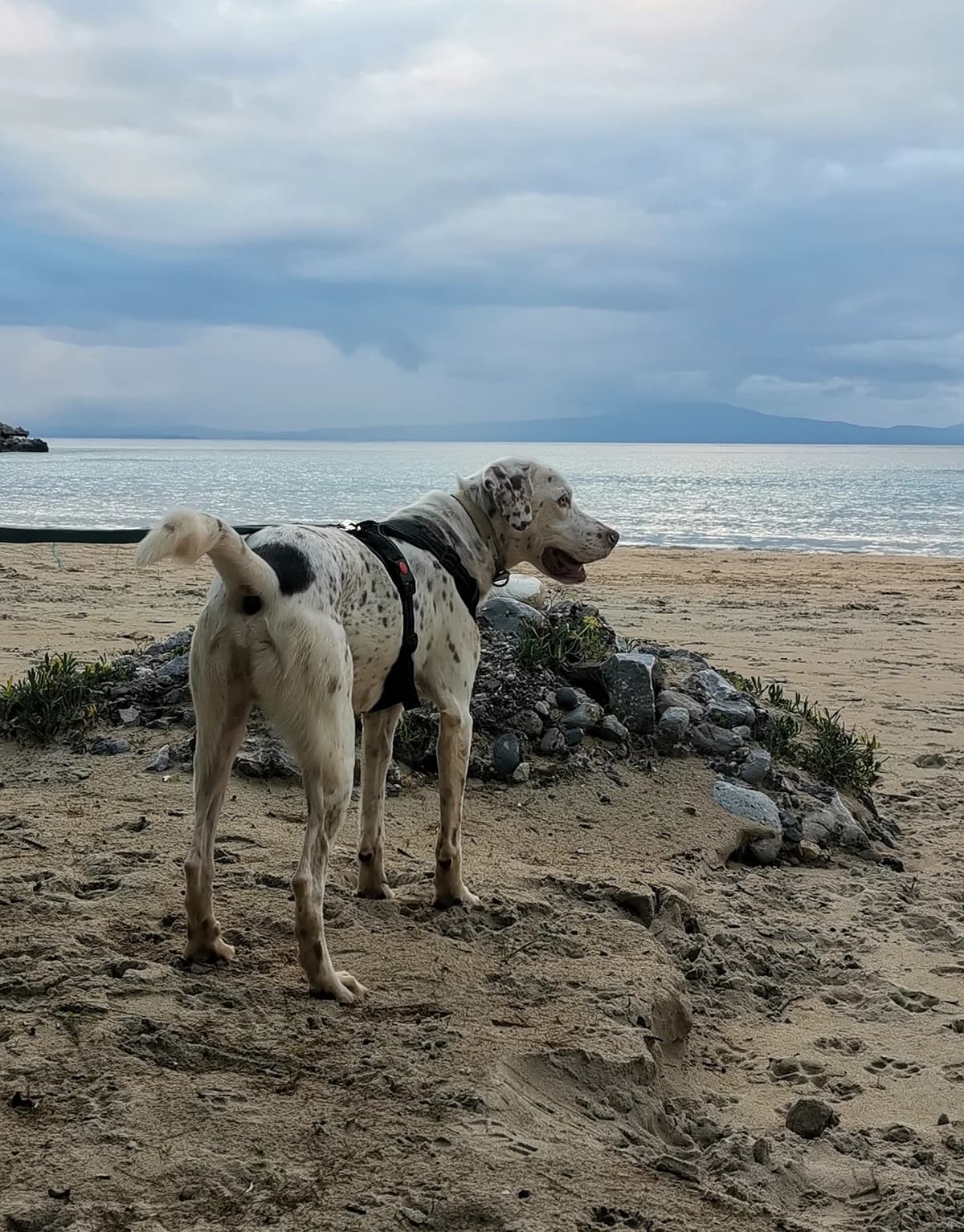 Aldo, male / white with brown dots 4yo Pointer for adoption at Φιλοζωική Ομάδα Μάνης (ΦΟΜ Μιάο), Stoupa (West Mani)
