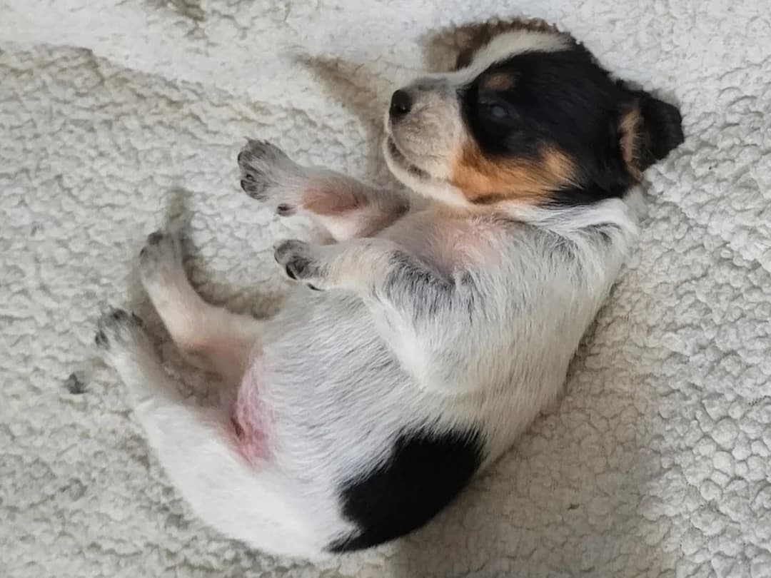 Nani, white and black female puppy Mixed Breed for adoption at Φιλοζωική Ομάδα Μάνης (ΦΟΜ Μιάο), Stoupa (West Mani)