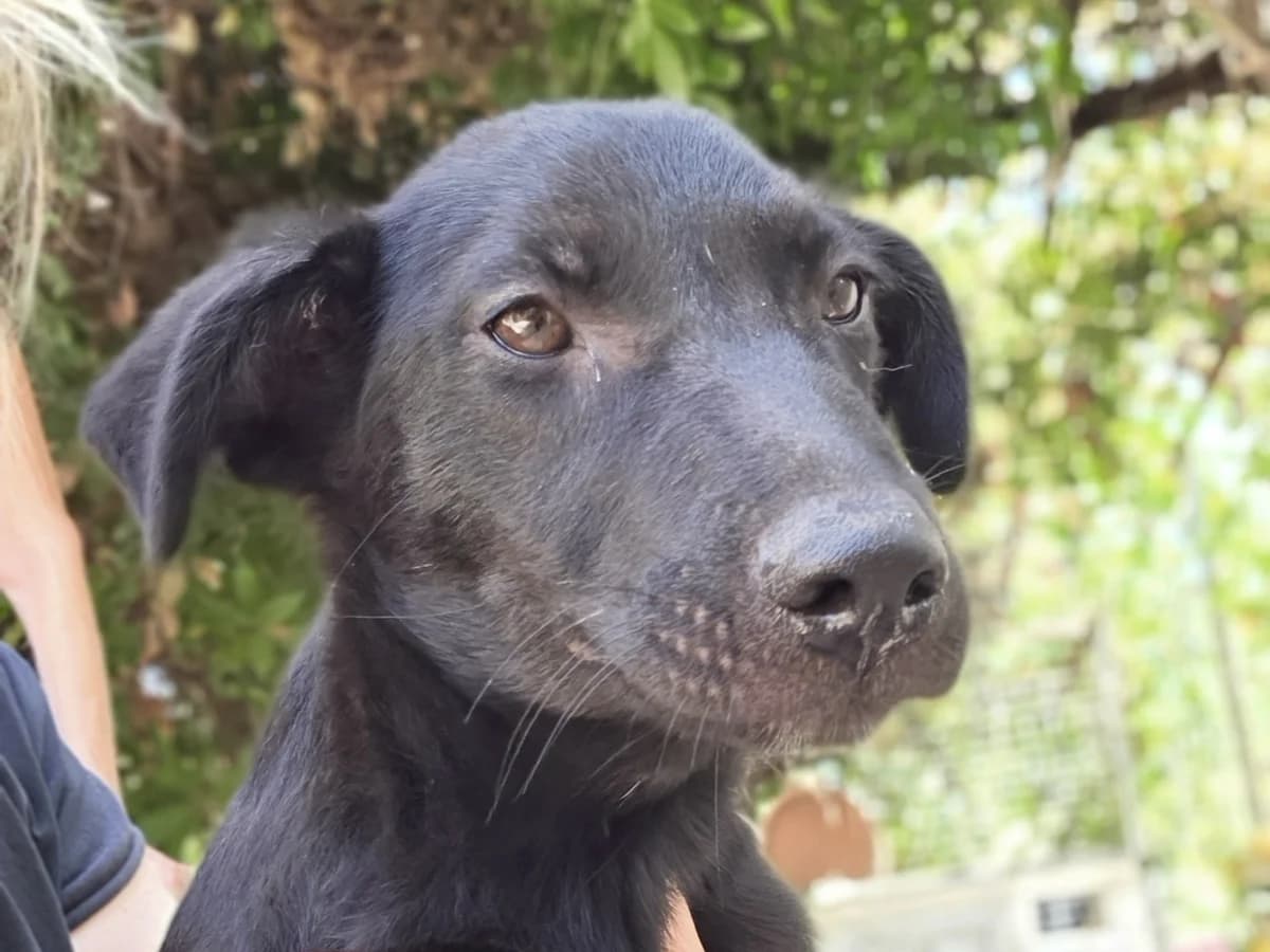Papi, black and white male puppy Mixed Breed for adoption at Φιλοζωική Ομάδα Μάνης (ΦΟΜ Μιάο), Stoupa (West Mani)
