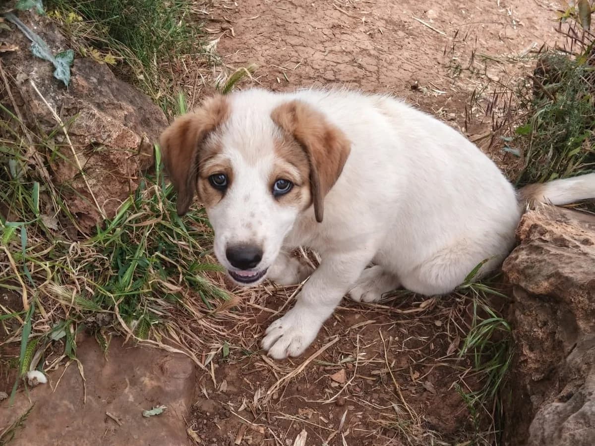 April, white with brown female puppy Mixed Breed for adoption at Φιλοζωική Ομάδα Μάνης (ΦΟΜ Μιάο), Stoupa (West Mani)
