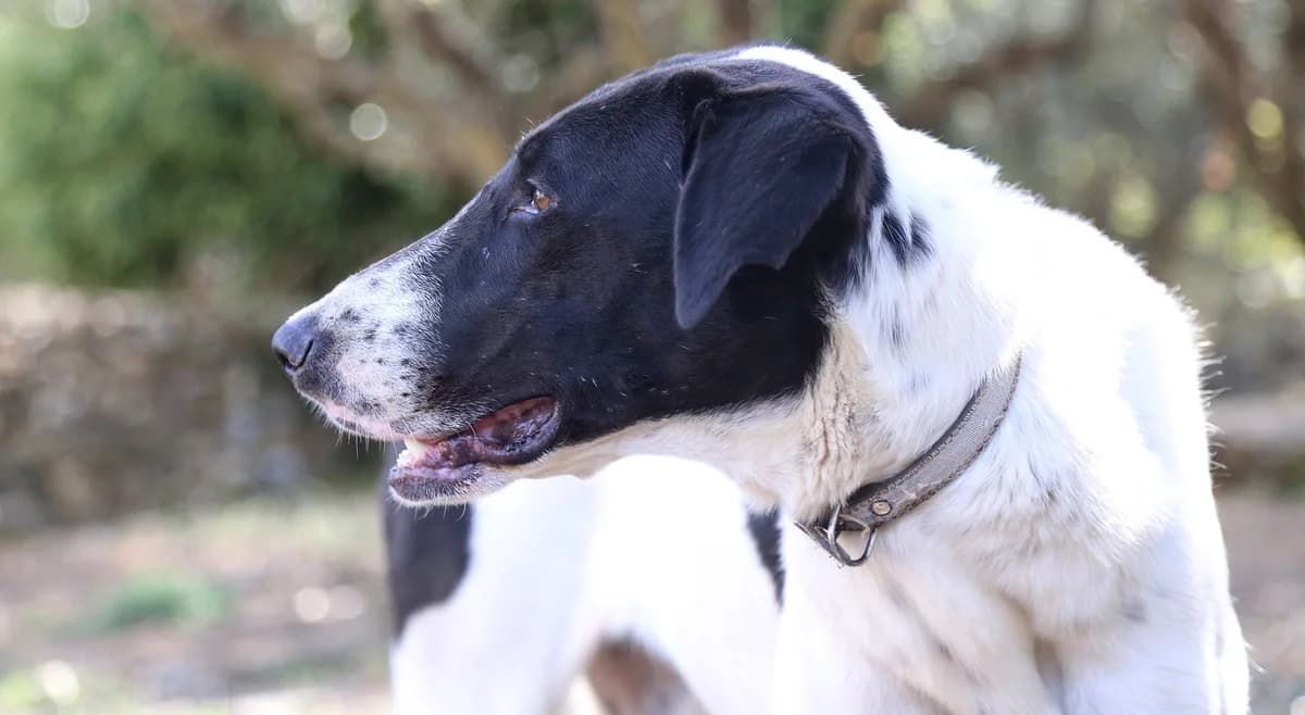 Pina, female, black and white 5yo mixed breed for adoption at Φιλοζωική Ομάδα Μάνης (ΦΟΜ Μιάο), Stoupa (West Mani)