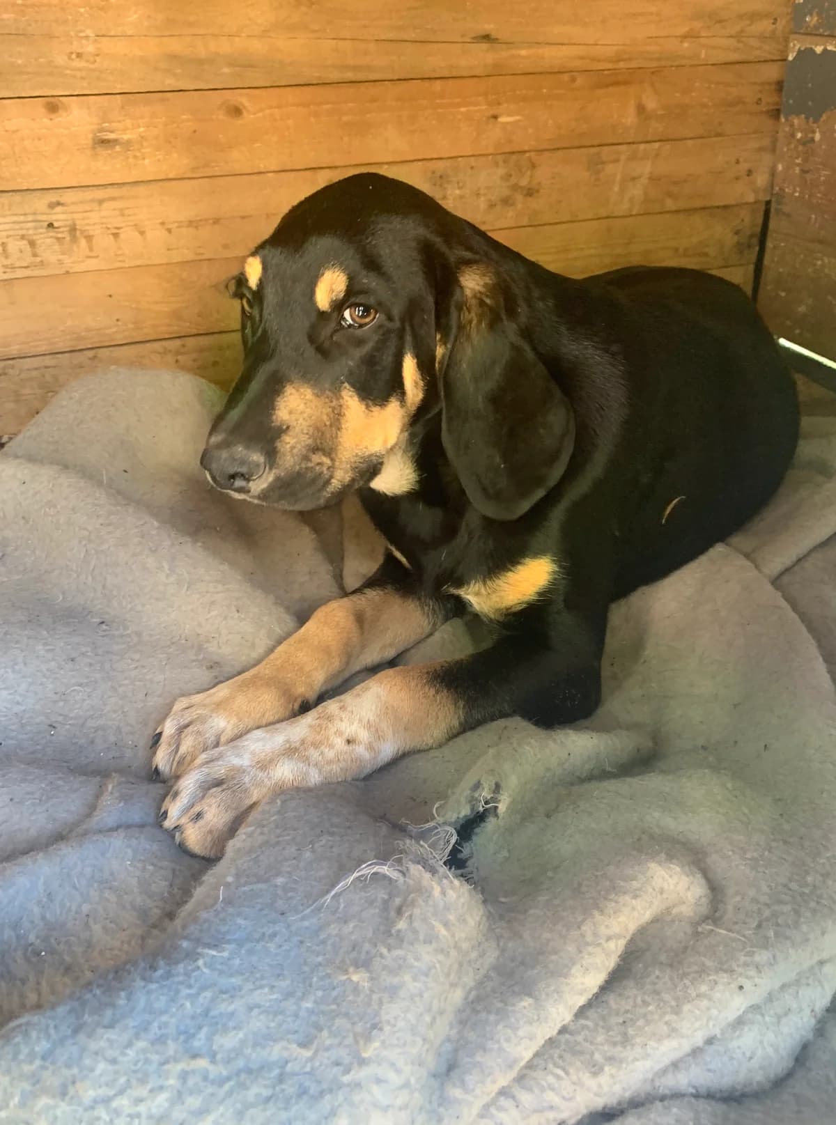 Loupo, male, black and brown 4yo mixed breed for adoption at Φιλοζωική Ομάδα Μάνης (ΦΟΜ Μιάο), Stoupa (West Mani)