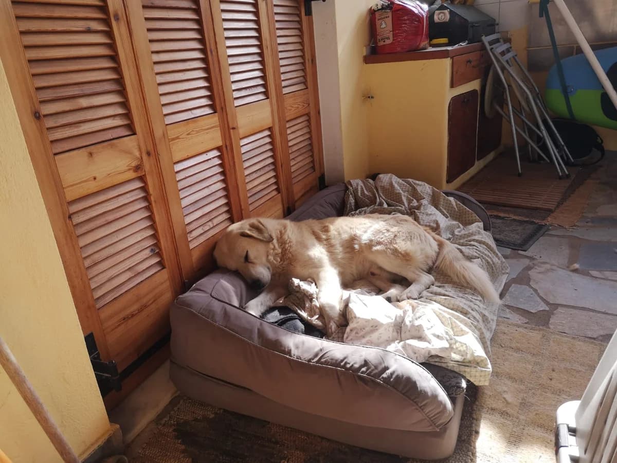Boubou, male, white 6yo mixed breed for adoption at Φιλοζωική Ομάδα Μάνης (ΦΟΜ Μιάο), Stoupa (West Mani)