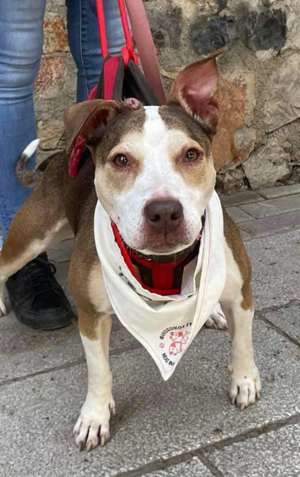 Callisto, female 4yo Mixed Breed for adoption at Friends of Animals Nea Philadelphia