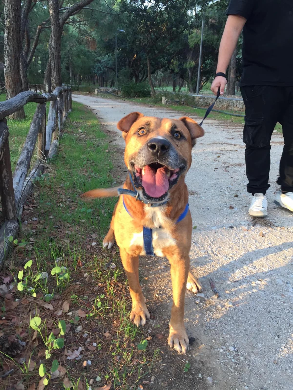 Costa, male senior Mixed Breed for adoption at Friends of Animals Nea Philadelphia